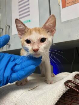 SLURPIE -  Domestic Short Hair Cat for Adoption in Jacksonville, Florida - SLURPIE | PetCurious