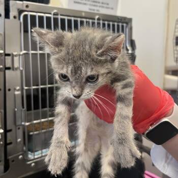 Tzatziki -  Domestic Short Hair Cat for Adoption in Houston, Texas - Tzatziki | PetCurious