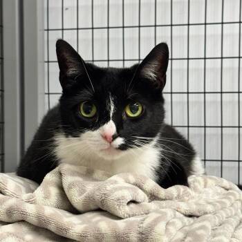 May -  Domestic Short Hair Cat for Adoption in Columbiana, Alabama - May | PetCurious