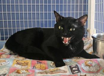 Meowcaroni -  Domestic Short Hair Cat for Adoption in Claremont, New Hampshire - Meowcaroni | PetCurious