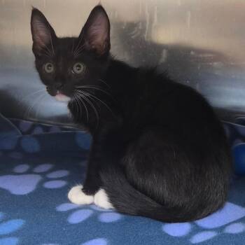 Fig -  Domestic Short Hair Cat for Adoption in Lakeland, Florida - Fig | PetCurious