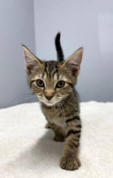 Thrasher -  Domestic Short Hair Cat for Adoption in Mount Vernon, Ohio - Thrasher | PetCurious