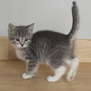 Pong C69048 -  Domestic Short Hair Cat for Adoption in Minnetonka, Minnesota - Pong C69048 | PetCurious