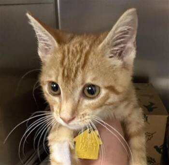 RISTRETTO -  Domestic Short Hair Cat for Adoption in St. Louis, Missouri - RISTRETTO | PetCurious