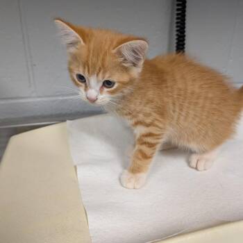 Oogie Boogie -  Domestic Short Hair Cat for Adoption in Greenville, South Carolina - Oogie Boogie | PetCurious