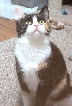 Angi -  Calico Cat for Adoption in Hamilton, Ontario - Angi | PetCurious