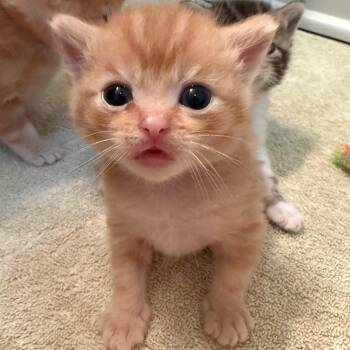 punkin -  American Shorthair Cat for Adoption in Franklin, Tennessee - Punkin | PetCurious