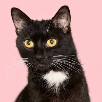 Noor -  Domestic Short Hair Cat for Adoption in Woodbury, New Jersey - Noor | PetCurious