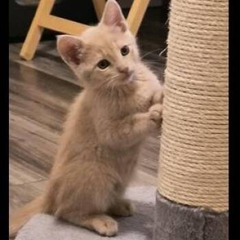 Domestic Short Hair Cats Available for Adoption in Prescott, Arizona - Dusty | PetCurious