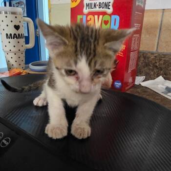 Spike -  Domestic Medium Hair Cat for Adoption in Eureka Springs, Arkansas - Spike | PetCurious