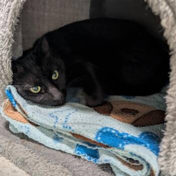 Tuffy -  Domestic Short Hair Cat for Adoption in Titusville, Florida - Tuffy | PetCurious