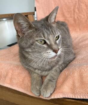 Keitha -  Dilute Tortoiseshell and Domestic Short Hair Cat for Adoption in Dublin, Ohio - Keitha | PetCurious