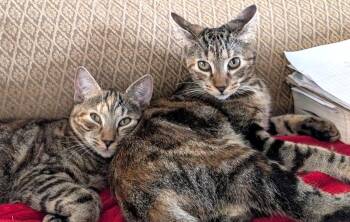 Rescue Domestic Short Hair Cats for Adoption in Boca Raton, Florida - Polka Dot & Scrunchie - BONDED | PetCurious