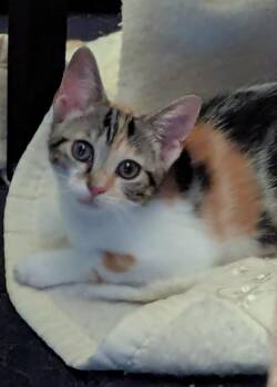 Liora -  Calico Cat for Adoption in Wyandotte, Michigan - Liora | PetCurious