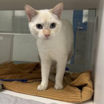 Snow (ID 53312) -  Domestic Short Hair Cat for Adoption in Manassas, Virginia - Snow (ID 53312) | PetCurious