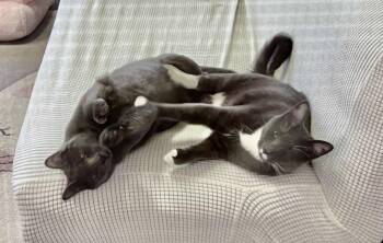 Rescue Domestic Short Hair Cats for Adoption in Duluth, Georgia - Billy And Billey | PetCurious