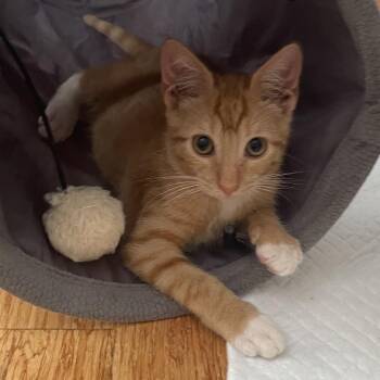 Nugget -  Domestic Short Hair Cat for Adoption in Jupiter, Florida - Nugget | PetCurious