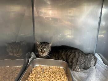 Domestic Short Hair Cats Available for Adoption in Providence Forge, Virginia - Artsy Fartsy (Sponsored Adoption) | PetCurious