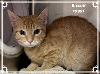 BISCUIT see also COBBLER -  Domestic Short Hair and Tabby Cat for Adoption in Marietta, Georgia - BISCUIT See Also COBBLER | PetCurious