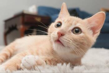 Doc -  Tabby Cat for Adoption in Knoxville, Tennessee - Doc | PetCurious