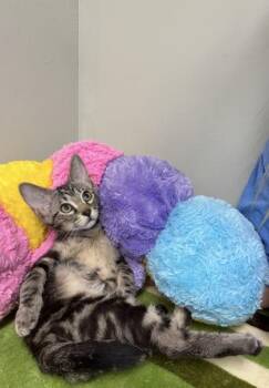 Espresso -  Domestic Short Hair Cat for Adoption in Picayune, Mississippi - Espresso | PetCurious