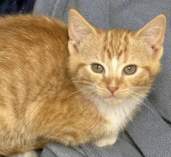 Hana -  Domestic Medium Hair and Domestic Short Hair Cat for Adoption in Gwinn, Michigan - Hana | PetCurious