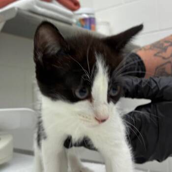 Olive -  Domestic Short Hair Cat for Adoption in Corpus Christi, Texas - Olive | PetCurious