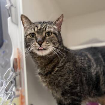 Saint -  Domestic Short Hair and Mixed Breed Cat for Adoption in Philadelphia, Pennsylvania - Saint | PetCurious