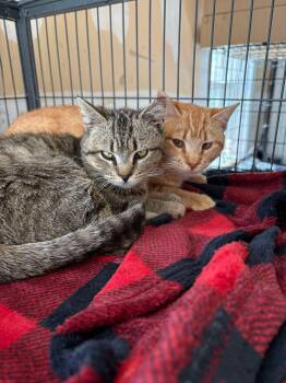 Rescue Domestic Short Hair Cats for Adoption in Bellmawr, New Jersey - Marco & Polo | PetCurious