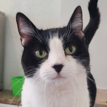 Rescue Domestic Short Hair Cats for Adoption in Denver, Colorado - Momo | PetCurious