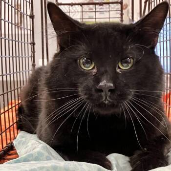 110863 -  Domestic Medium Hair Cat for Adoption in Las Cruces, New Mexico - 110863 | PetCurious