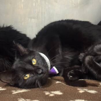 Rescue Domestic Short Hair Cats for Adoption in Marshall, North Carolina - Amy | PetCurious