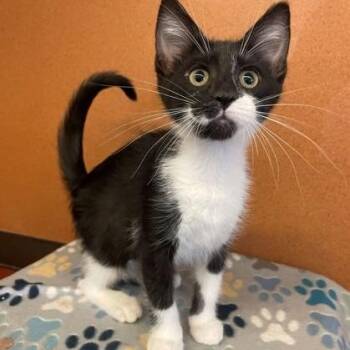 Priscilla -  Domestic Short Hair Cat for Adoption in Rochester, Minnesota - Priscilla | PetCurious