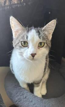 Domestic Short Hair Cats Available for Adoption in Webster City, Iowa - Glacier | PetCurious