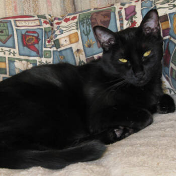 Rescue Domestic Short Hair Cats for Adoption in Kanab, Utah - Lianna | PetCurious