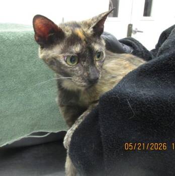 Domestic Short Hair Cats Available for Adoption in Marietta, Georgia - (642) | PetCurious
