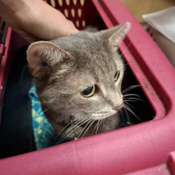 Jerrod -  Domestic Short Hair Cat for Adoption in Baltimore, Maryland - Jerrod | PetCurious