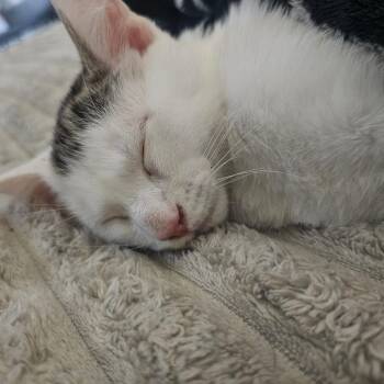 Appa -  Domestic Short Hair Cat for Adoption in Carmel, Indiana - Appa | PetCurious