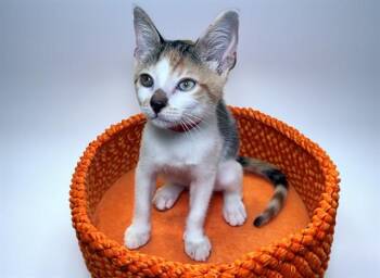 SONGBIRD -  Domestic Short Hair Cat for Adoption in Fort Lauderdale, Florida - SONGBIRD | PetCurious