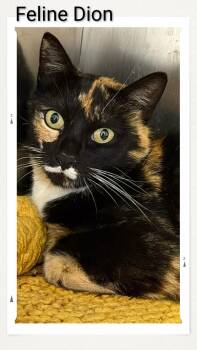 Domestic Short Hair Cats Available for Adoption in Caistor Centre, Ontario - Feline Dion | PetCurious