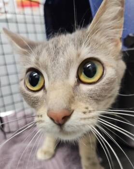 Anna May -  Domestic Short Hair Cat for Adoption in Bloomington, Indiana - Anna May | PetCurious