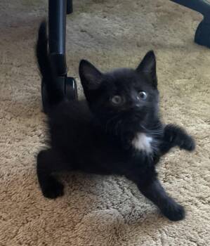 Kit -  Domestic Short Hair Cat for Adoption in Avon, New York - Kit | PetCurious