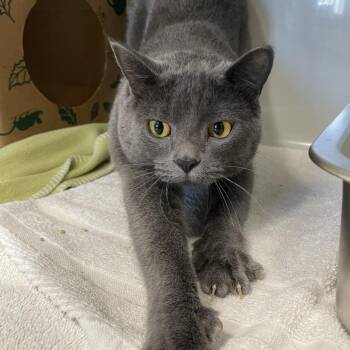 Trixie -  Domestic Short Hair Cat for Adoption in Saint Charles, Missouri - Trixie | PetCurious