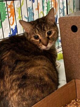 Porridge -  Domestic Short Hair Cat for Adoption in Cincinnati, Ohio - Porridge | PetCurious