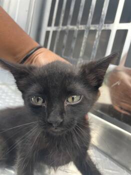 Rescue Domestic Short Hair Cats for Adoption in Dallas, Texas - JENNY | PetCurious