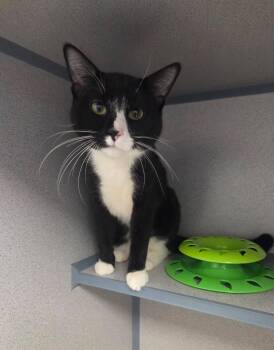 Domestic Short Hair Cats Available for Adoption - Ping Pong | PetCurious