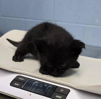 Tempur-Pedic -  Domestic Short Hair Cat for Adoption in Evansville, Indiana - Tempur-Pedic | PetCurious