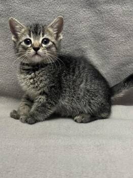 Snail -  Domestic Short Hair Cat for Adoption in San Antonio, Texas - Snail | PetCurious