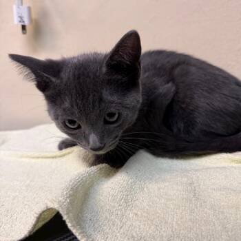 McFlurry -  Domestic Short Hair Cat for Adoption in Pasadena, California - McFlurry | PetCurious
