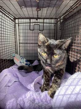 Erica -  Domestic Short Hair Cat for Adoption in Austin, Texas - Erica | PetCurious